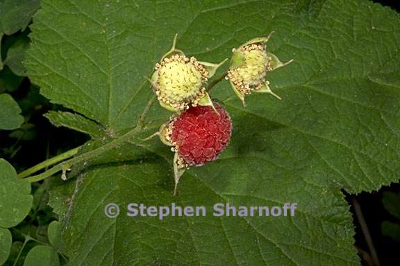 rubus parviflorus 6 graphic